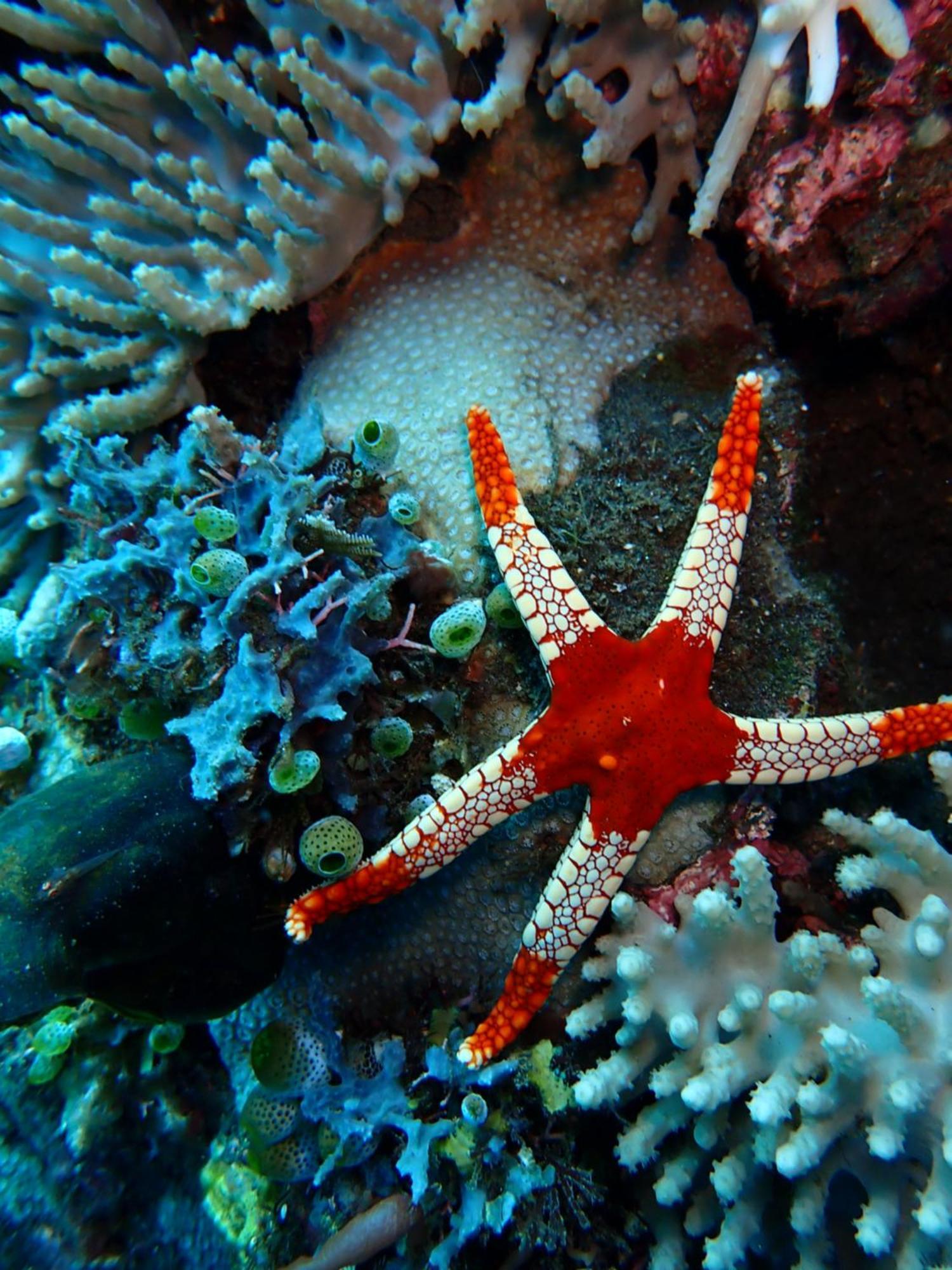 Palm Springs Bali Dive Resort Туламбен Экстерьер фото